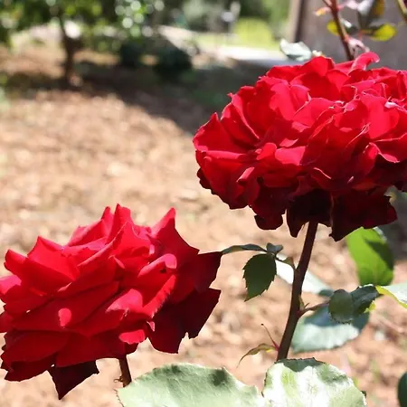 Golf Marina فيلة *